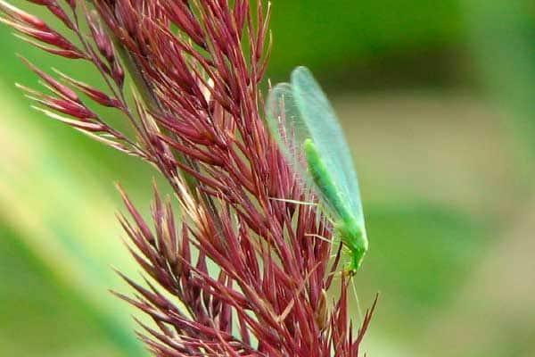 crisopa-mejora-cultivos