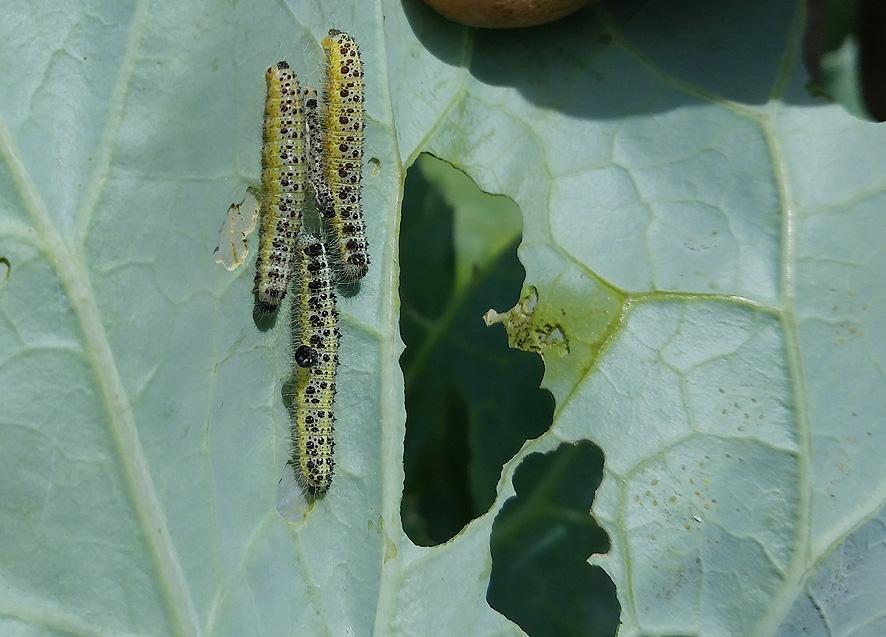 Orugas y Mariposas Portal Jardin