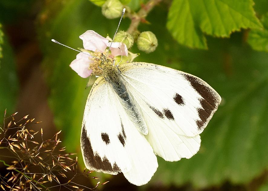 Orugas y Mariposas Portal Jardin