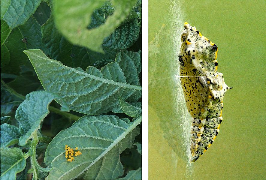  Orugas y Mariposas Portal Jardin