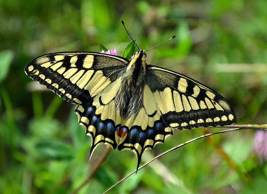 Orugas y Mariposas Portal Jardin