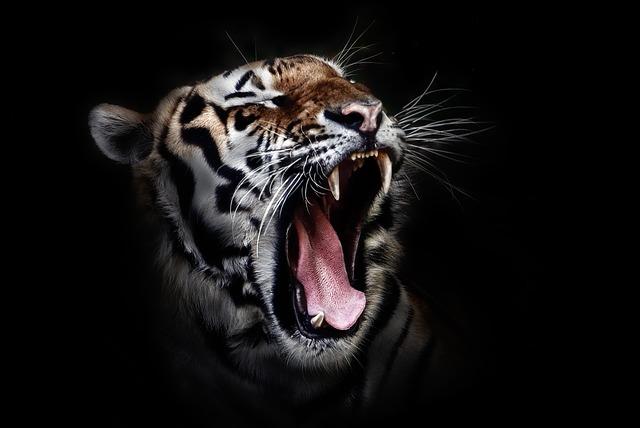 Tigre con fuerza