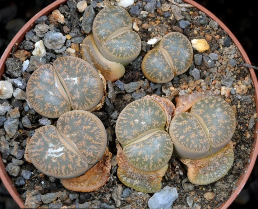 Lithops_lesliei