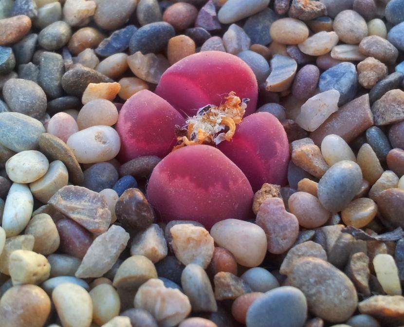 Lithops_optica_rubra