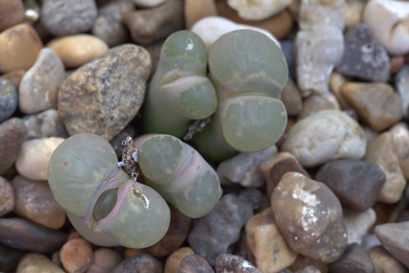 Lithops salicola