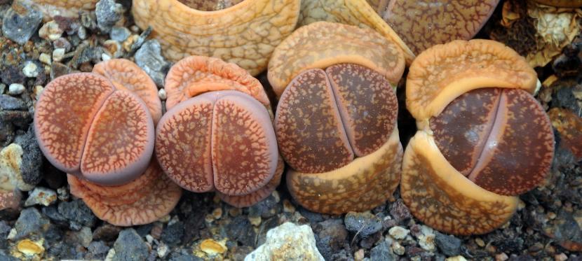 Lithops aucampiae