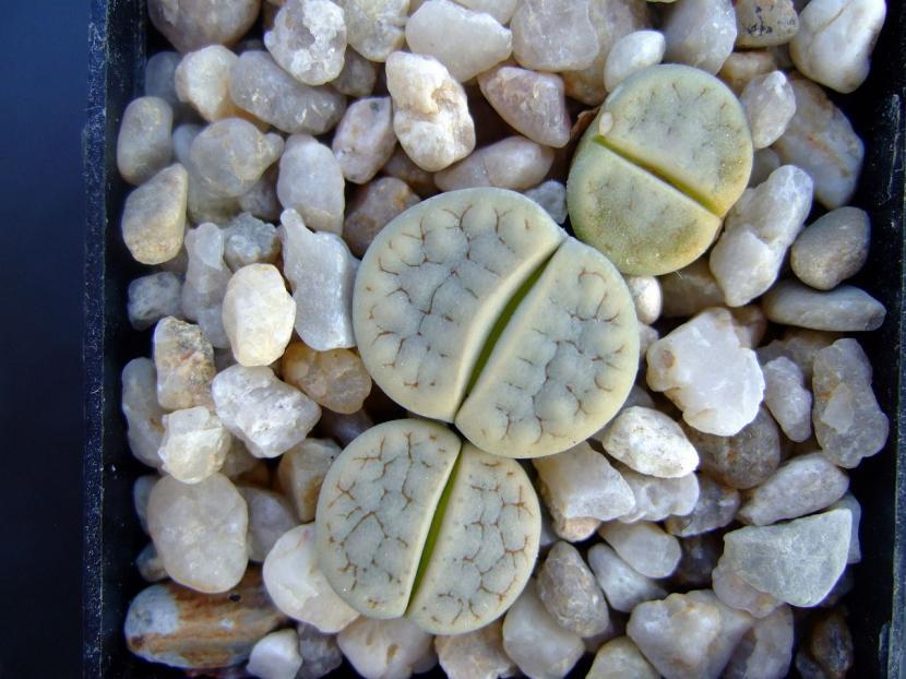 Lithops gracilidelineata subsp. brandbergensis