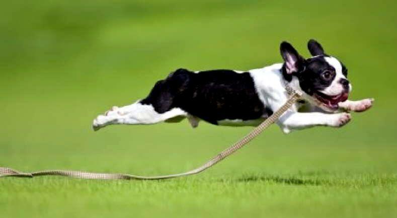 Juegos para ejercitar el cuerpo de tu perro | Best for Pets