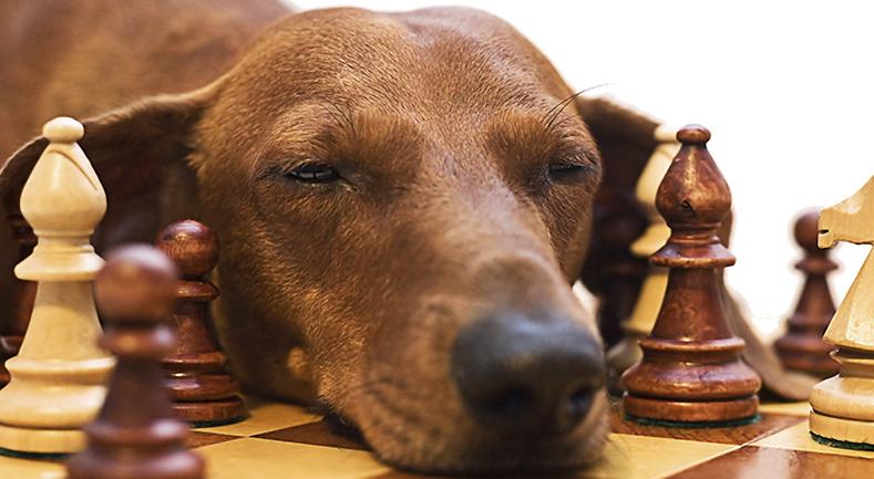 Juguetes para perros que ejercitan la mente | Best for Pets