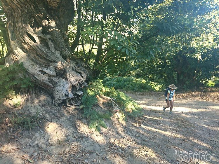 Bosque de castaños milenarios
