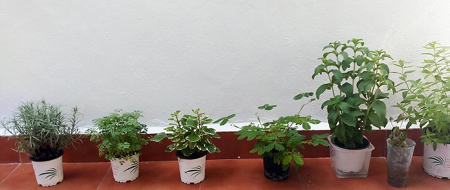 Hidrogel riego Portal Jardín