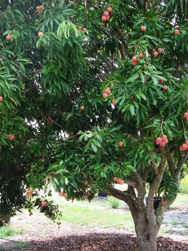 El cultivo del lichi y sus características | Plantas