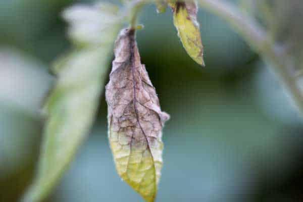 hoja-infectada-hongo