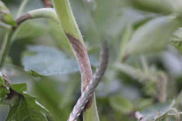 tallo-infectado-prevencion