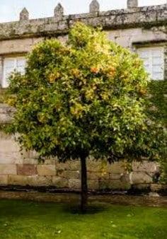 Estos árboles de hoja ovalada y perenne dan sombra a su jardín durante todo el año