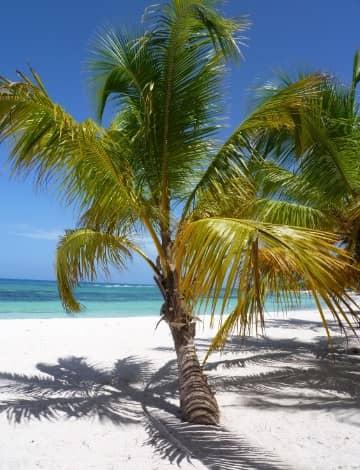 Los árboles frutales de coco pueden ser enanos y altos