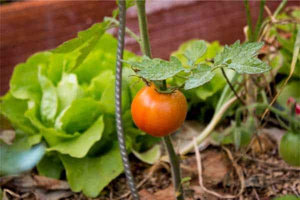 cultivo-asociado-lechuga-tomate