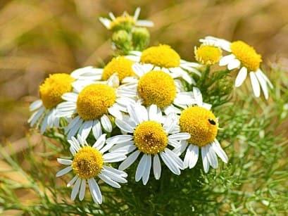 Un enema con manzanilla nos ayudará desinflamar el colon