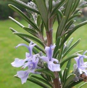 el enema con romero funciona como un excelente diurético