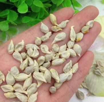 La reproducción de árboles frutales por semillas producen una nueva variedad