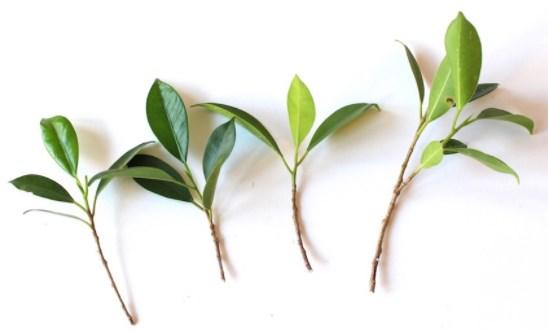 La reproducción de árboles frutales por esquejes es una de las técnicas más simples