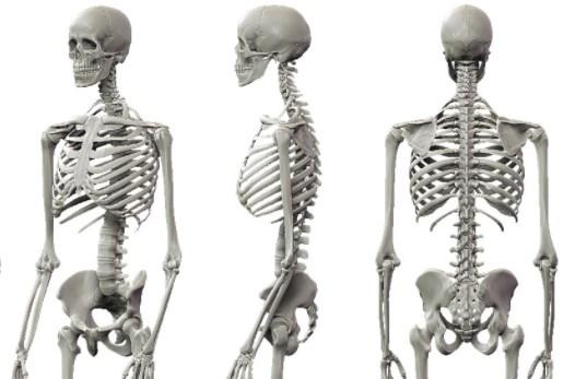 La osteología de la columna vertebral abarca todas las estructuras óseas 
