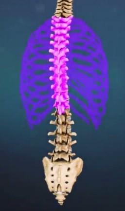 La osteología se extiende por debajo de C7 hasta arriba de L1 en la columna lumbar