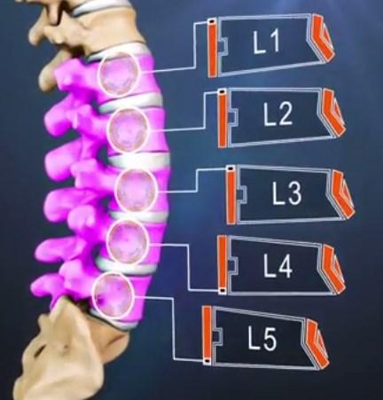 La osteología de la columna lumbar consta de cinco vértebras pertenecientes a la columna vertebral media e inferior