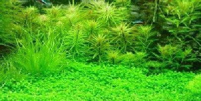 Plantas Acuario Decoración semillas de césped Plantas Semillas 200 ceeds