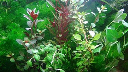 35 plantas de acuario en vivo colección de plantas acuáticas para su tanque de peces - Plantas de acuario