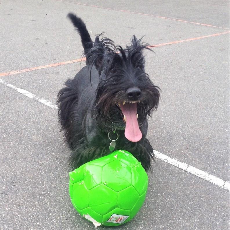 Scotish Terrier con balón de fútbol