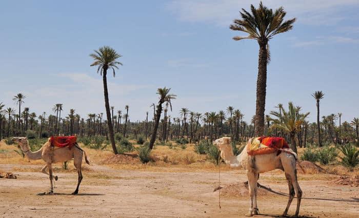 palmera de marrakech