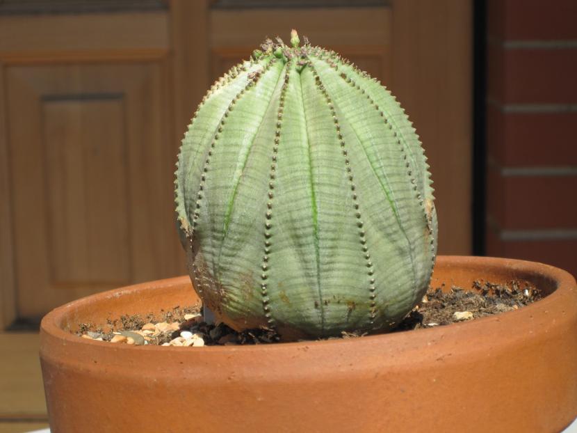 Euphorbia_obesa_planta
