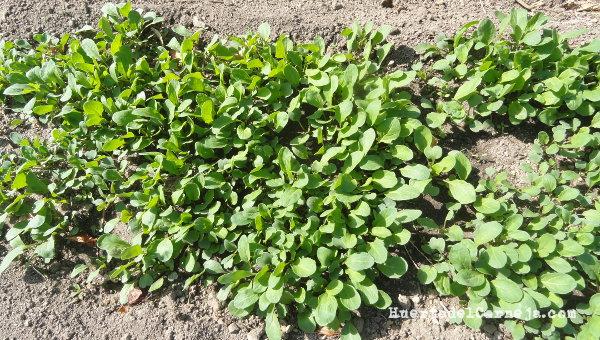 Rúcula creciendo