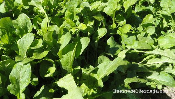 Rúcula para cosechar