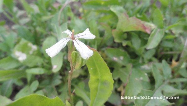 Rúcula en flor