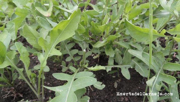 Rúcula. Segundo corte