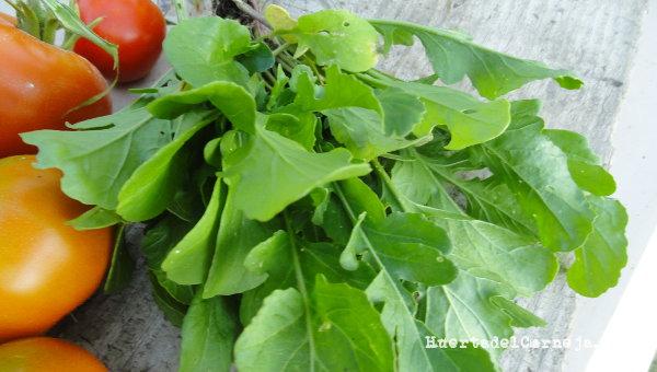cultivo rúcula