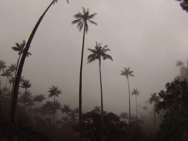 Niebla en el Valle de Cocora