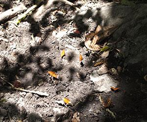 Mariposas en el Valle de Cocora