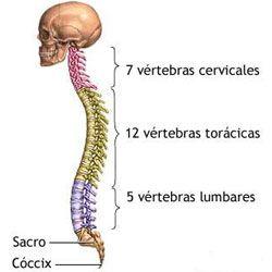 división vertebras