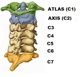 vertebras-cervicales