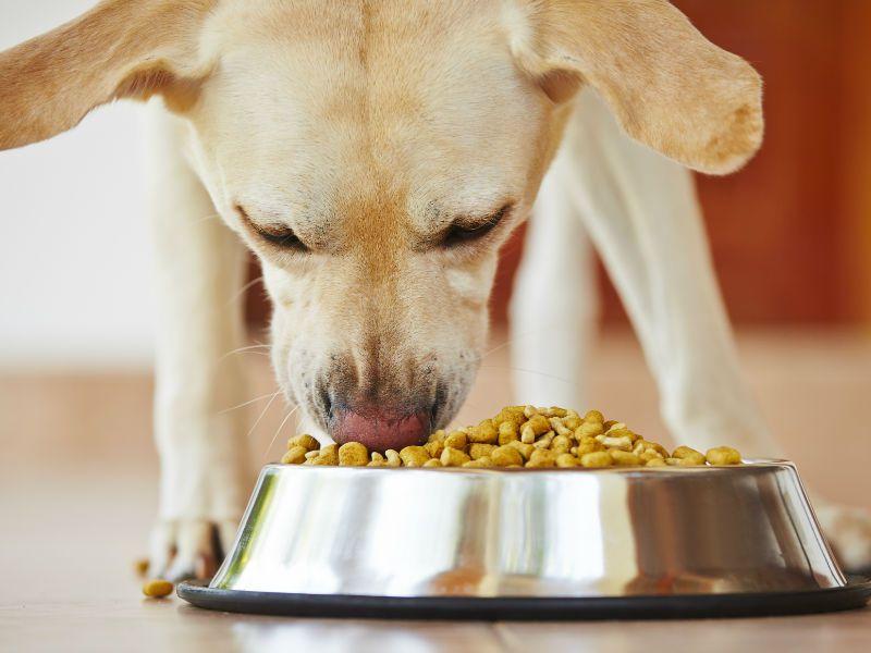 comida-casera-para-perros