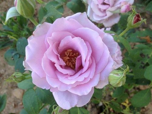 Mainzer Fastnacht, rosal blue moon