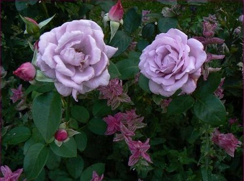 rosa blue moon Mainzer Fastnacht