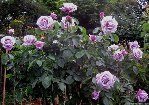 arbusto de rosa blue moon