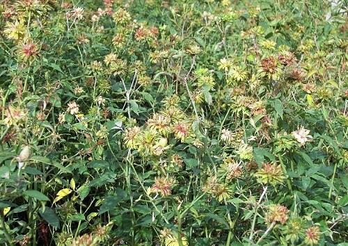 variedad de rosales viridiflora