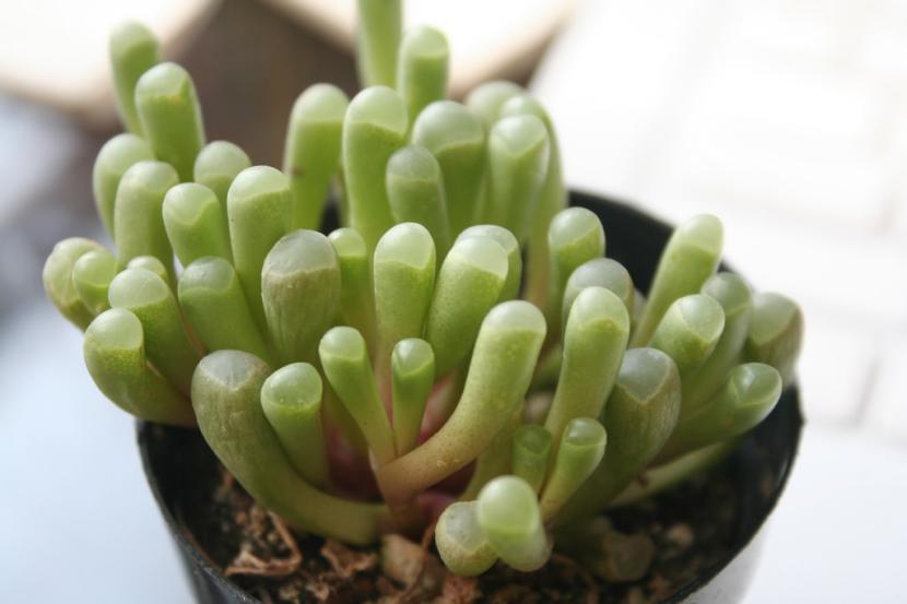 Fenestraria aurantiaca