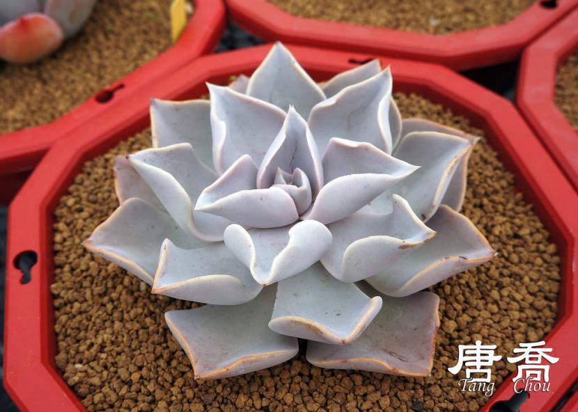 Echeveria strictiflora