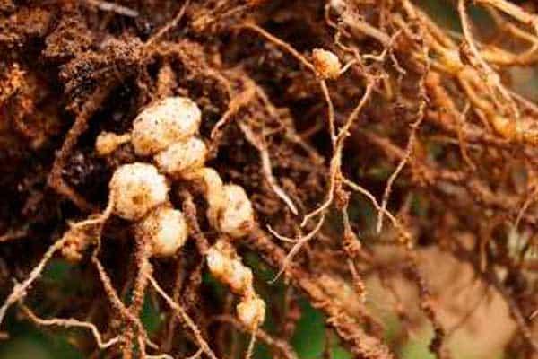 tuberculos aparecidos por el efecto de los nematodos